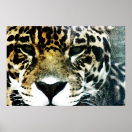 ジャガーのポスター ポスター (正面)