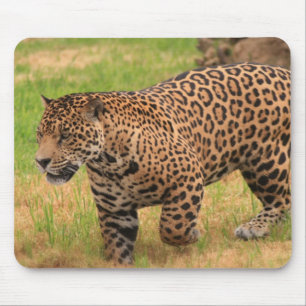 ジャガーのマウスパッド マウスパッド