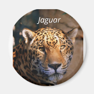 ジャガーの写真マグネット マグネット