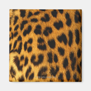 ジャガーの毛皮 マグネット