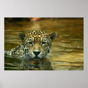 ジャガーの水泳の写真 ポスター