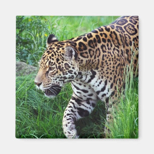 ジャガーの生息地の正方形の磁石 マグネット