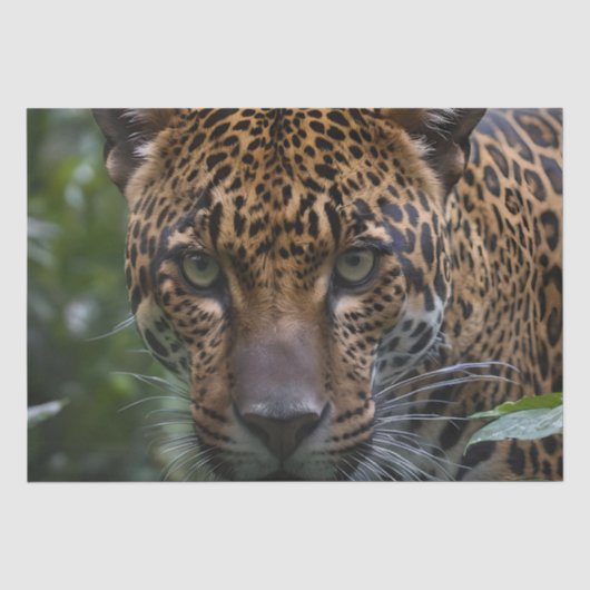 ジャガーは森の中で近くにいた 薄葉紙 (正面)