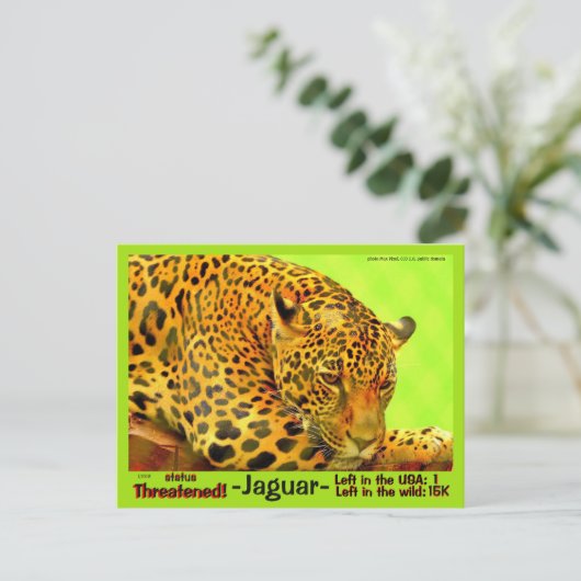 ジャガーは絶滅の危機に瀕している動物だ。 ポストカード (スタンド正面)