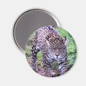 ジャガーアフリカジャングルサファリ自然平和運命 マグネット (正面/裏面)