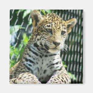ジャガーカブス マグネット