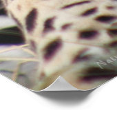 ジャガークラシックのポスター–40x60 – その他のサイズも ポスター (角)