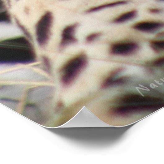 ジャガークラシックのポスター–40x60 – その他のサイズも ポスター (角)