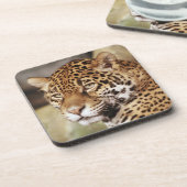 ジャガーコースターセット コースター (左側)