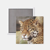 ジャガースクエアマグネット マグネット (正面/裏面)