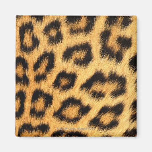 ジャガーファー マグネット (正面)