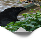 ジャガーペア ポスター (角)