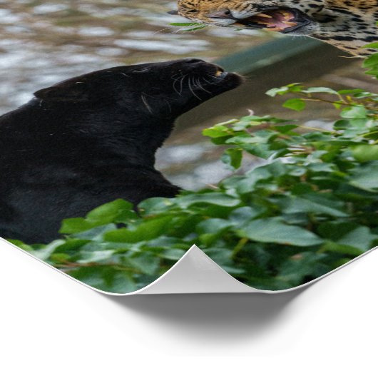 ジャガーペア ポスター (角)