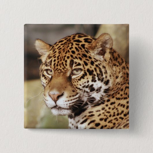 ジャガーボタン 缶バッジ (正面)