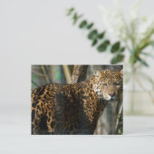 ジャガー写真はがき ポストカード (スタンド正面)