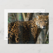 ジャガー写真はがき ポストカード (正面/裏面)