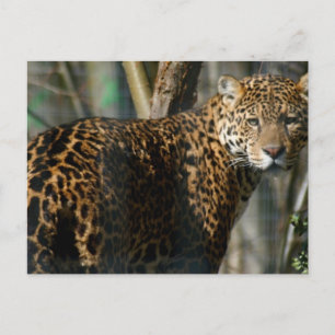 ジャガー写真はがき ポストカード