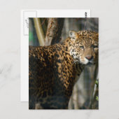 ジャガー写真はがき ポストカード (正面/裏面)