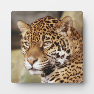 ジャガー写真プラーク フォトプラーク