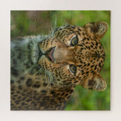 ジャガー強度 ジグソーパズル (横)