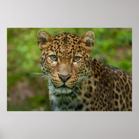 ジャガー強度 ポスター (正面)