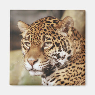 ジャガー正方形磁石 マグネット
