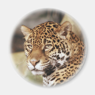 ジャガー磁石 マグネット