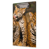 ジャガー科 クリップボード (左)