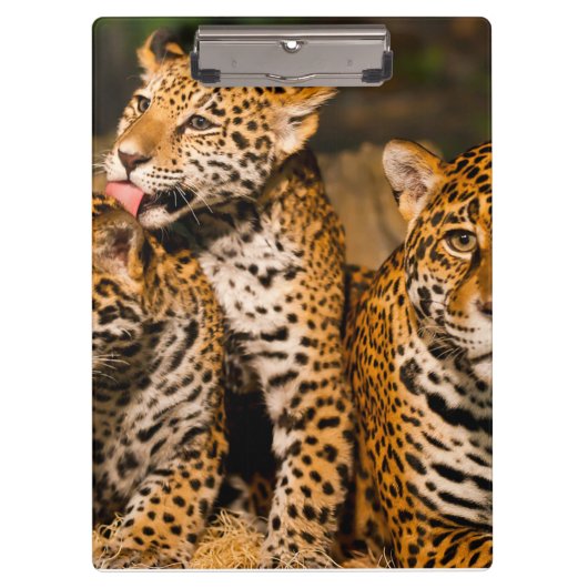 ジャガー科 クリップボード (正面)