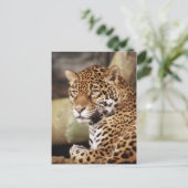 ジャガー葉書 ポストカード (スタンド正面)