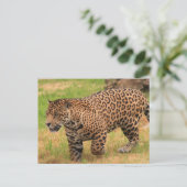 ジャガー葉書 ポストカード (スタンド正面)