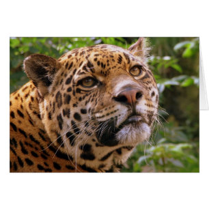 ジャガー