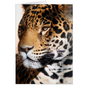 ジャガー