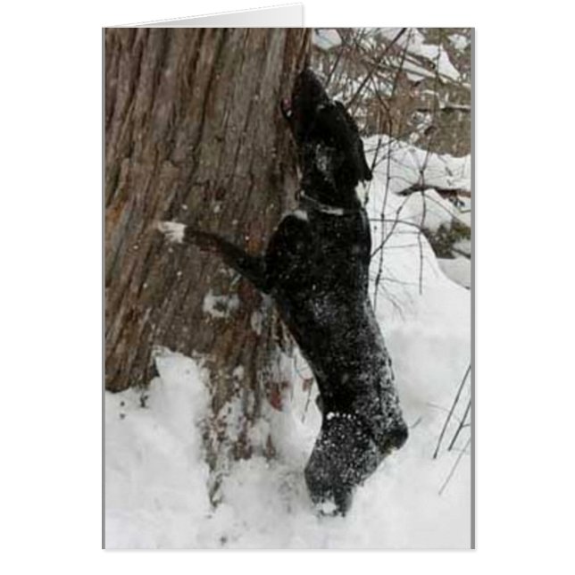 ジャガー (正面)