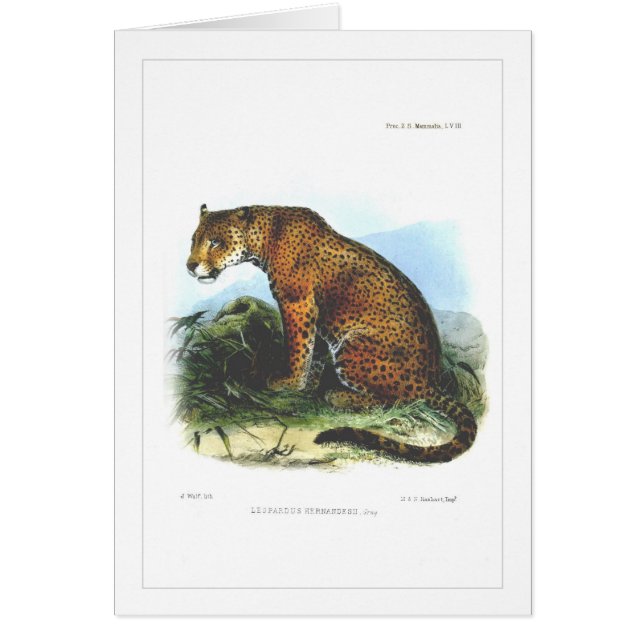 ジャガー (正面)