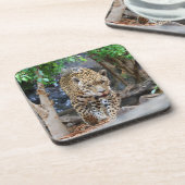 ジャガー20150501 コースター (左側)