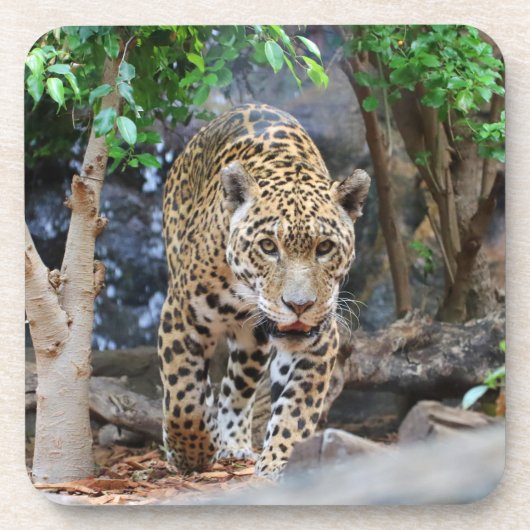 ジャガー20150501 コースター (正面)