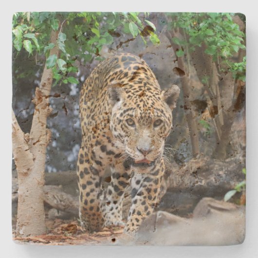 ジャガー20150501 ストーンコースター (正面)