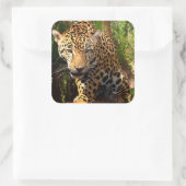 ジャガー・アドルセント・ステッカー スクエアシール (バッグ)