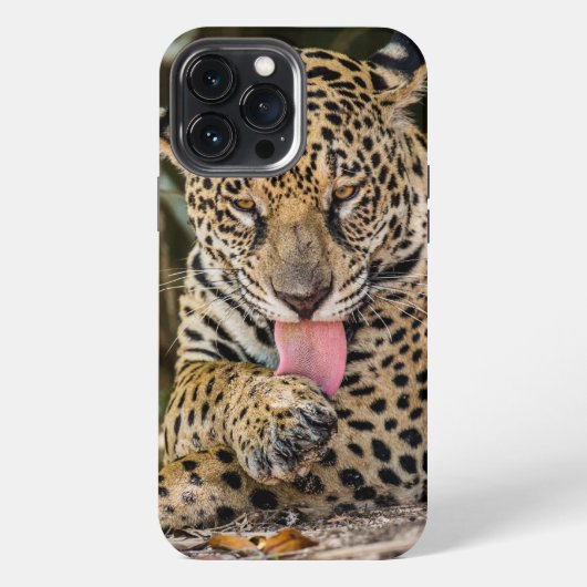 ジャガー キューブケース Case-Mate iPhoneケース iPhone 13 Pro Maxケース (裏面)