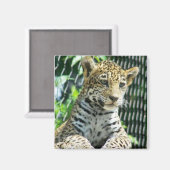 ジャガー・クブ マグネット (正面/裏面)