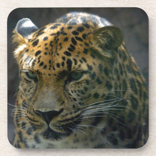 ジャガー コースター (正面)