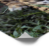 ジャガー（パンテラオンカ） ポスター (角)