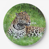 ジャガー ペーパープレート (正面)