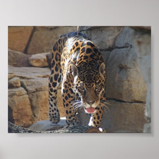 ジャガー ポスター (正面)