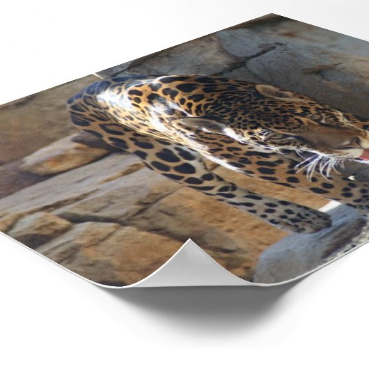 ジャガー ポスター (角)