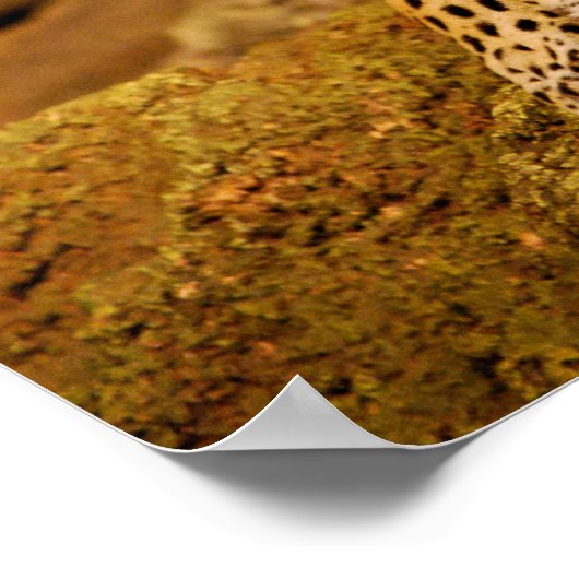 ジャガー ポスター (角)