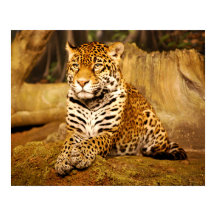 ジャガー