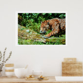 ジャガー ポスター (キッチン)