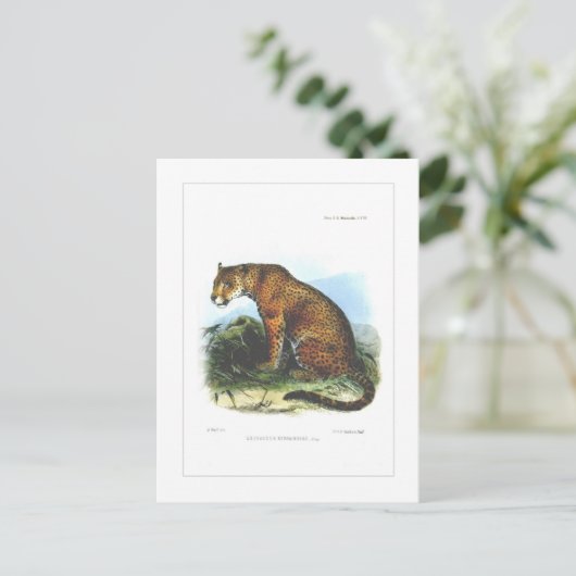 ジャガー ポストカード (スタンド正面)